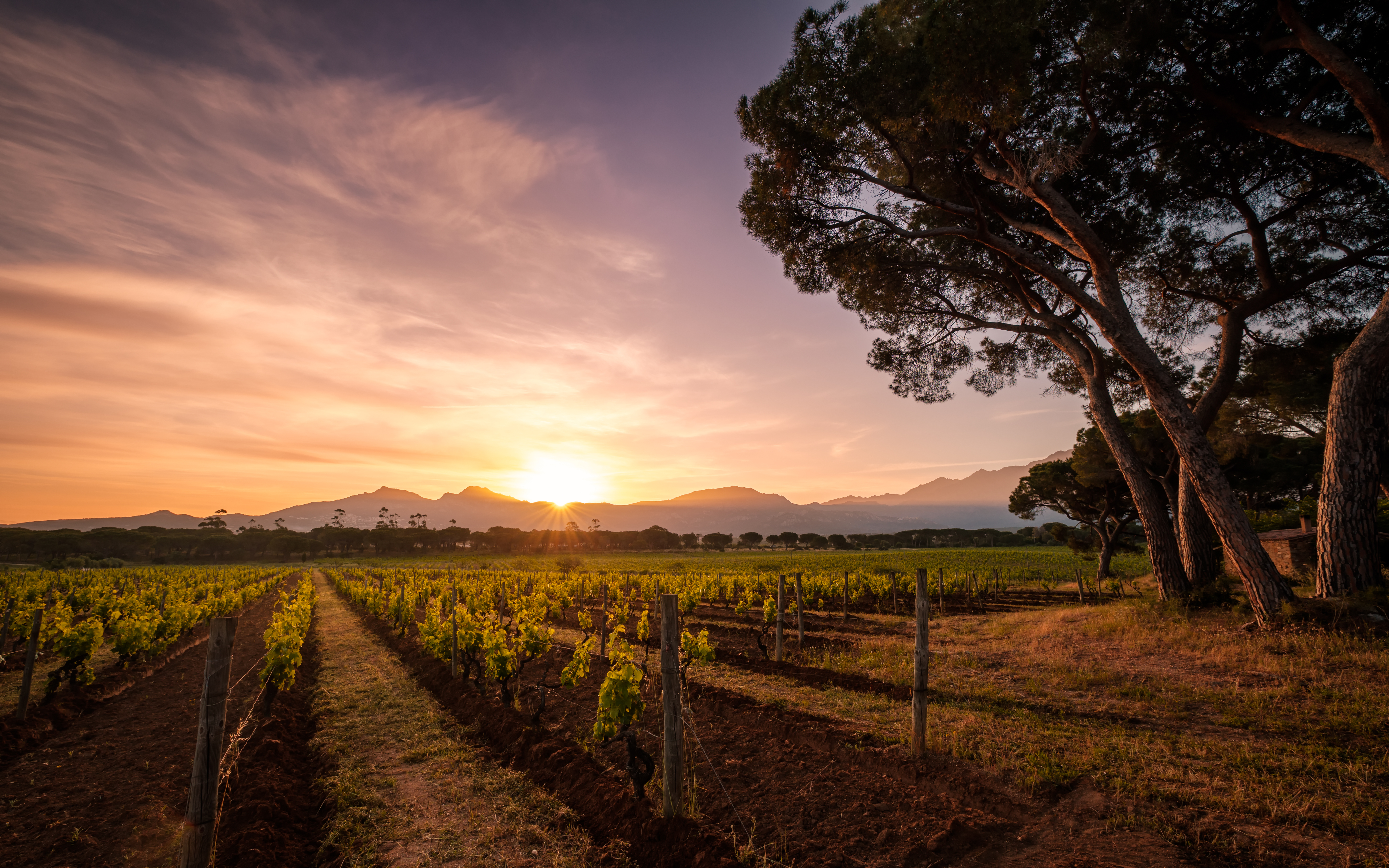 Vignoble Corse avec coucher de soleil moby_vignoble-corse-coucher-de-soleil Une photo d’un vignoble en Corse avec un coucher de soleil vers les montagnes Corses 